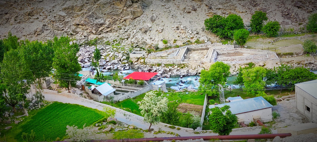 Trout Fish in Pakistan – Everything You Need to Know About Himalayan Trout