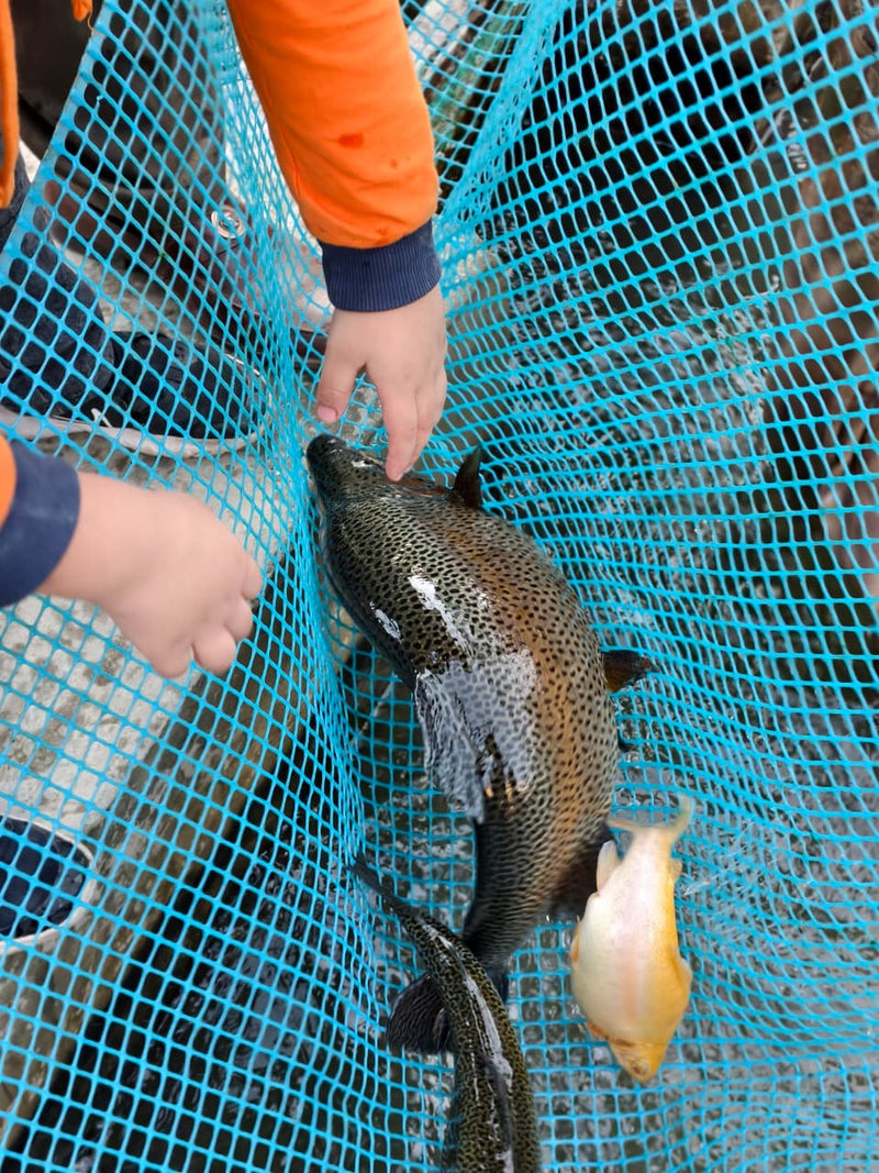 Trout freshly caught from glacier-fed ponds at Himalayan Trout Farm