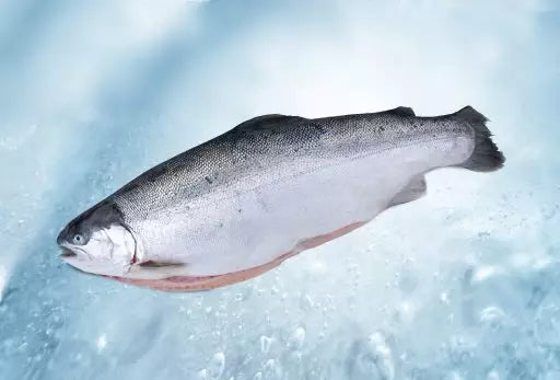Trout Fish Fresh Variation 250 grams, 500 and 1000 grams