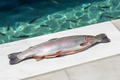 Trout Fish Fresh (Iced)