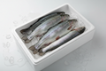 Fresh trout on ice in styrofoam box