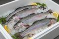 Fresh Rainbow Trout on crushed ice
