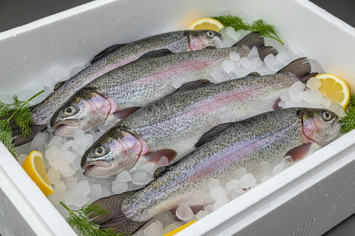 Fresh Rainbow Trout on crushed ice